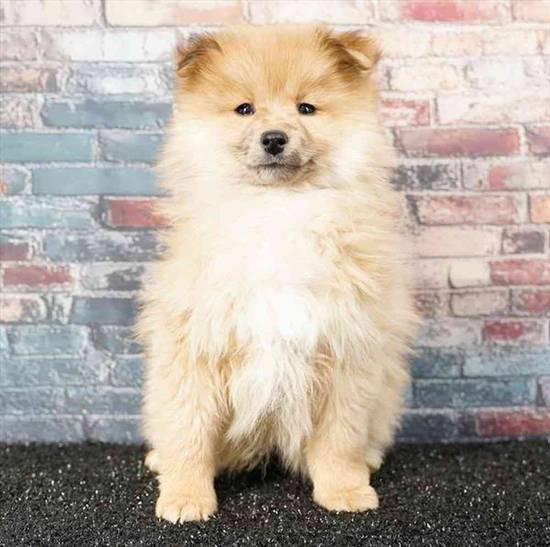 Pomeranian