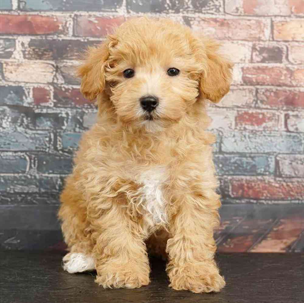 Image of a pet breed in the gallery