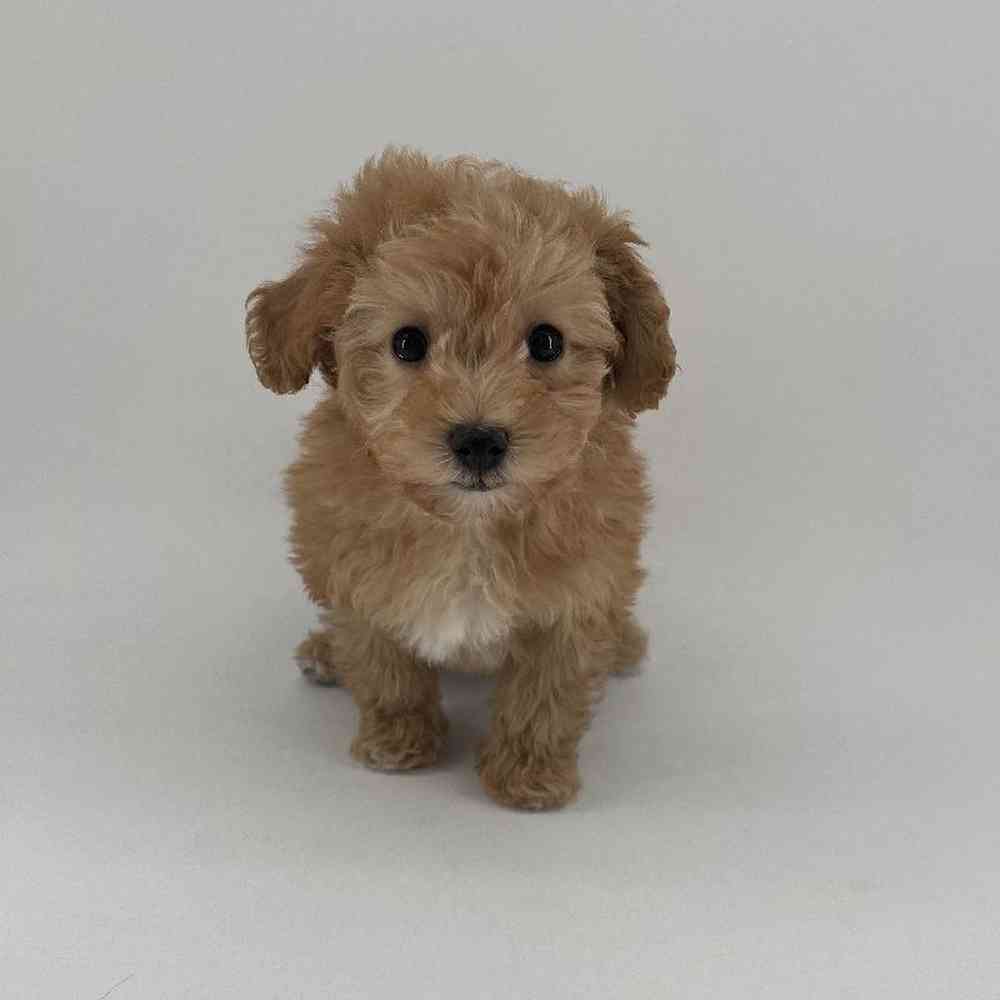 pet breed image