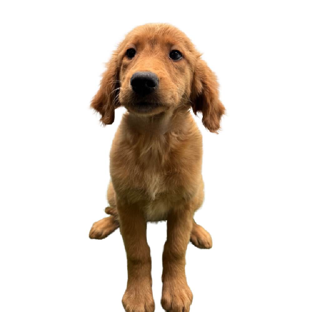 pet breed image