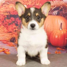 Pembroke Welsh Corgi