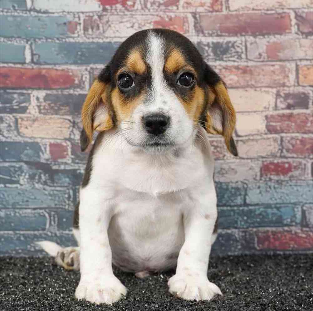 Image of a pet breed in the gallery