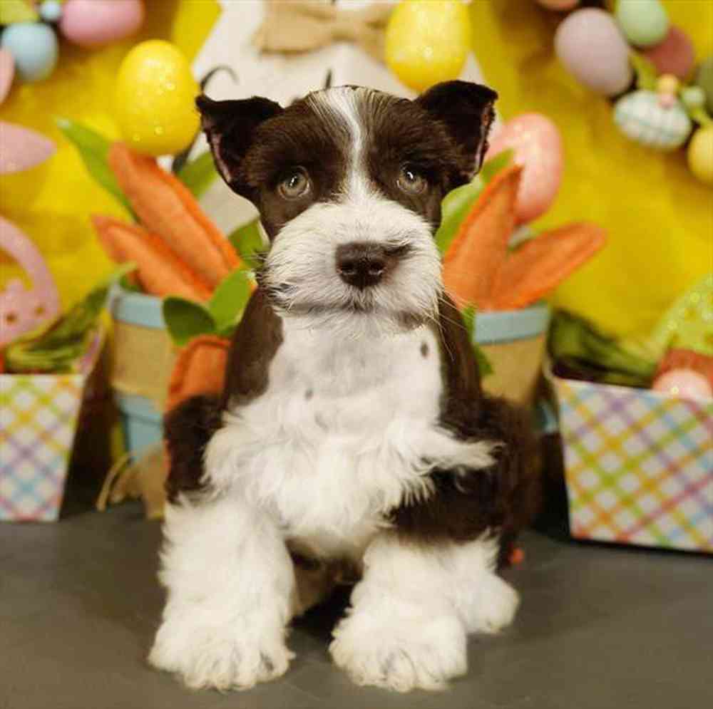 carousel pet images
