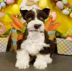 Mini Schnauzer