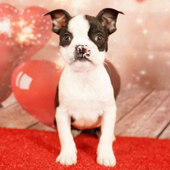 Boston Terrier