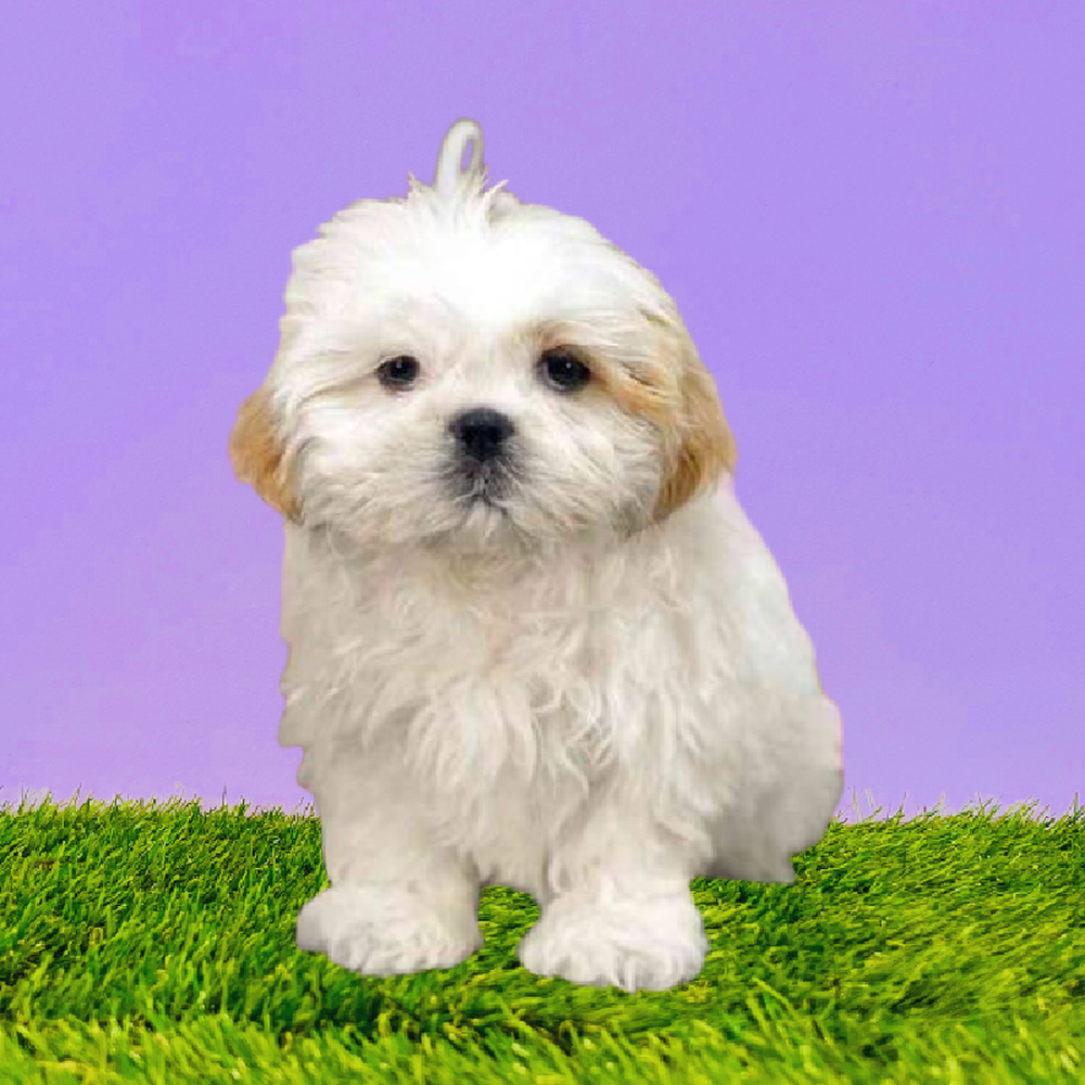 Male Shih Tzu Puppy for Sale in Marietta, GA