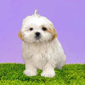 Shih Tzu
