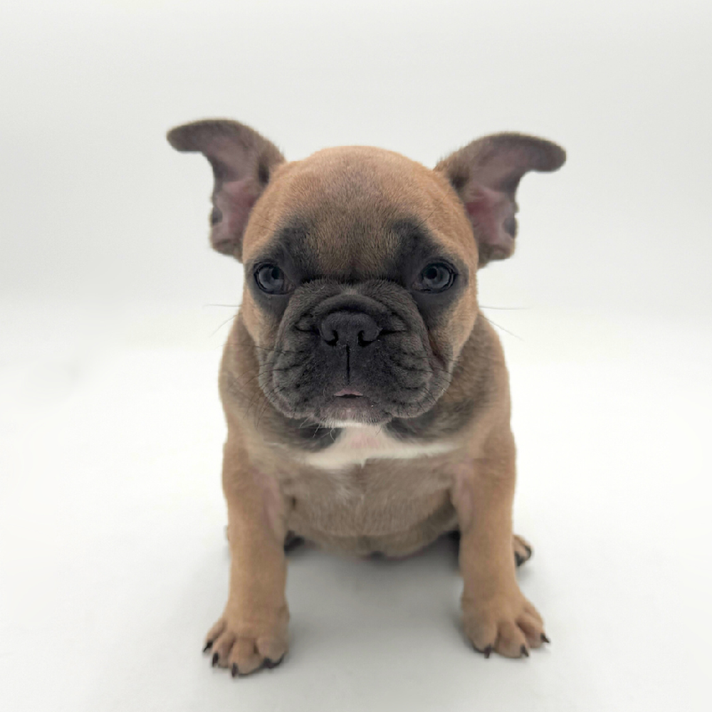Image of a pet breed in the gallery