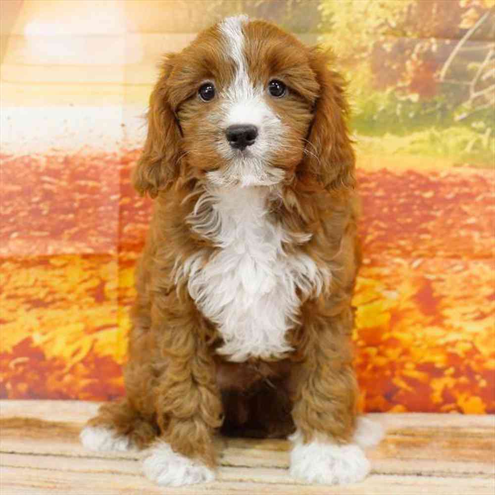Image of a pet breed in the gallery