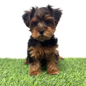 Yorkie-Poo
