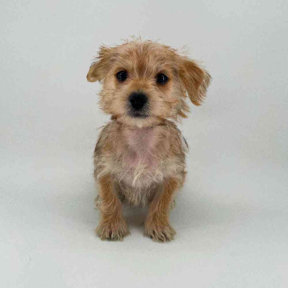 Image of a pet breed in the gallery