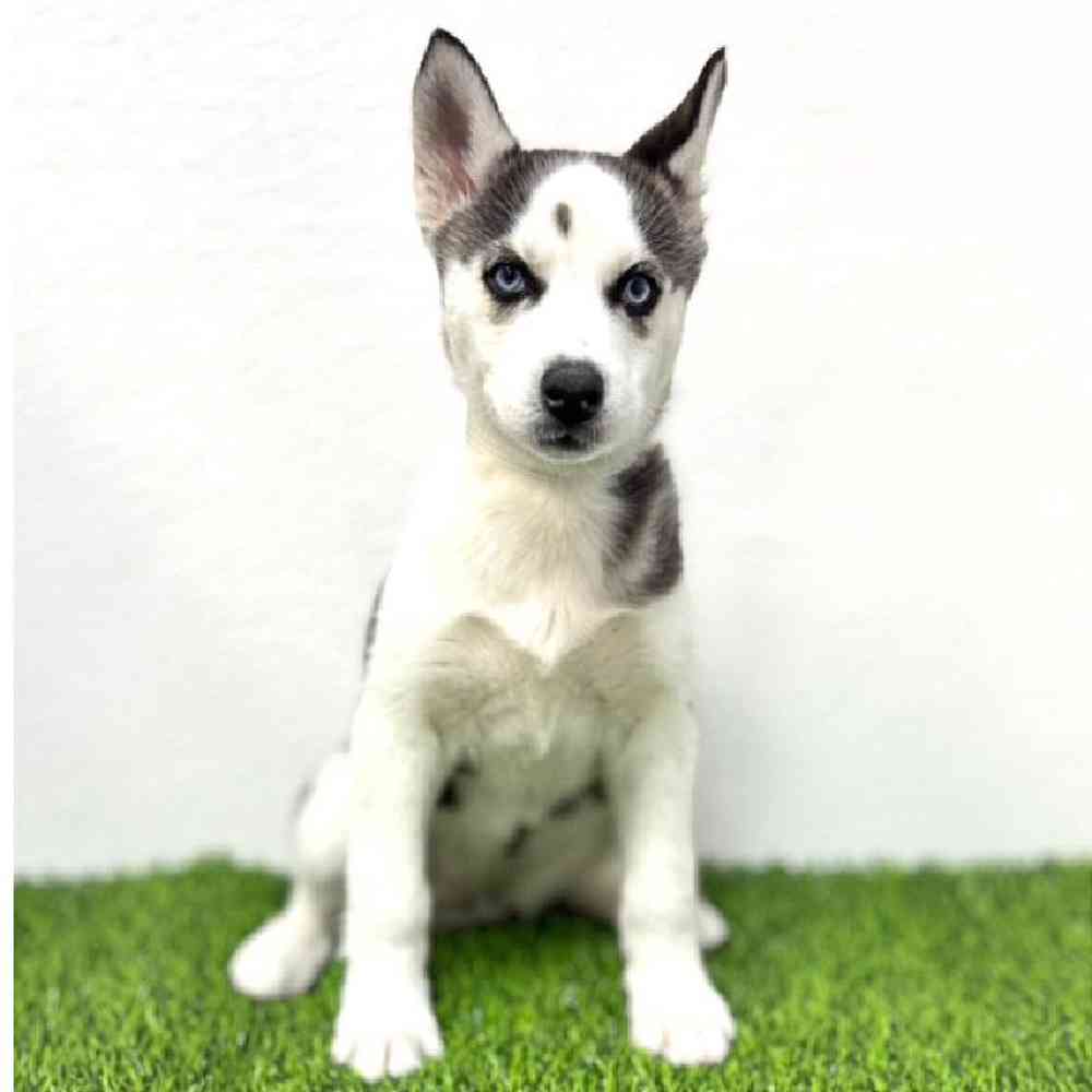 Image of a pet breed in the gallery