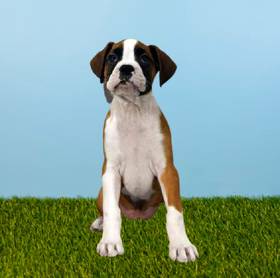 Boxer