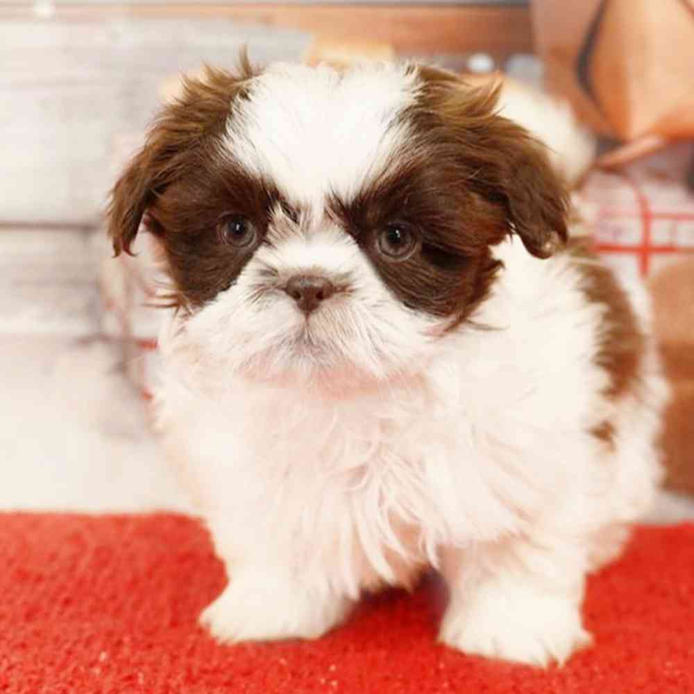 Image of a pet breed in the gallery