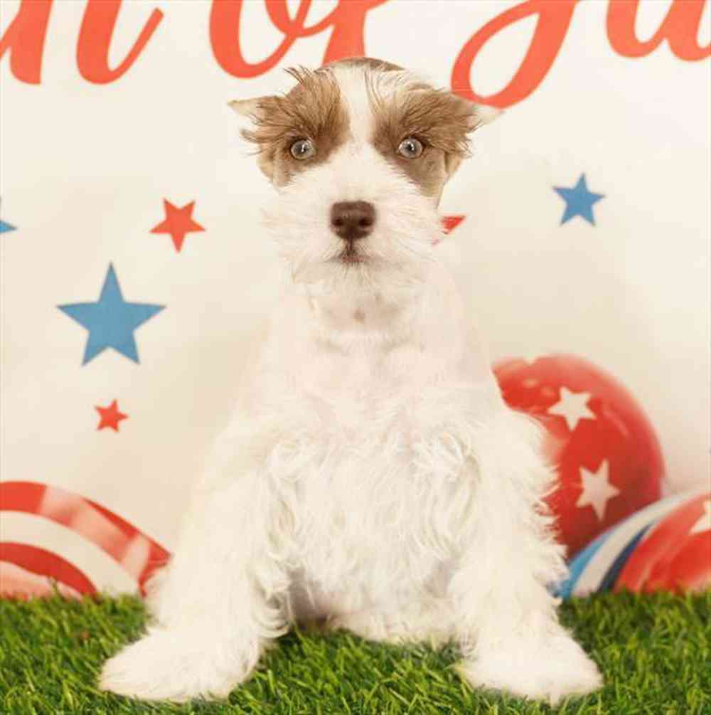 pet breed image