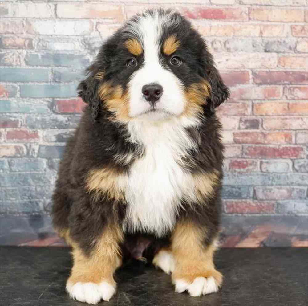 Image of a pet breed in the gallery