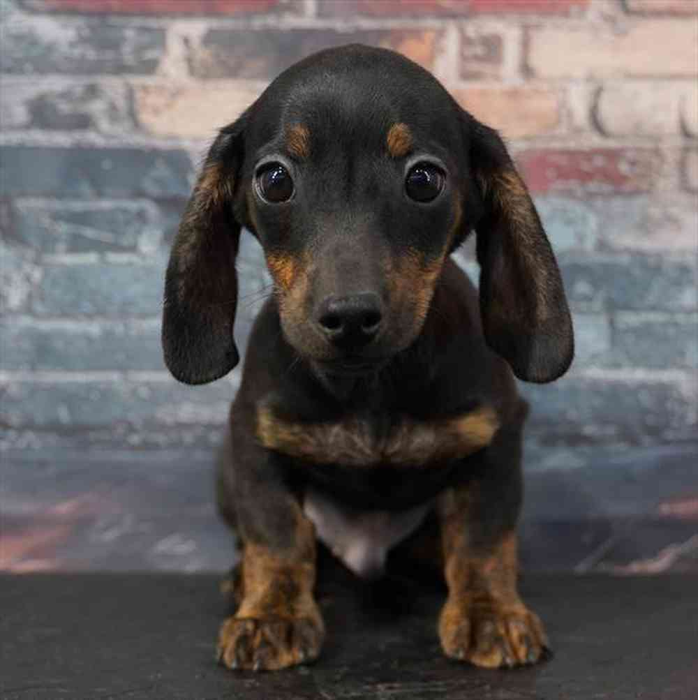 Image of a pet breed in the gallery