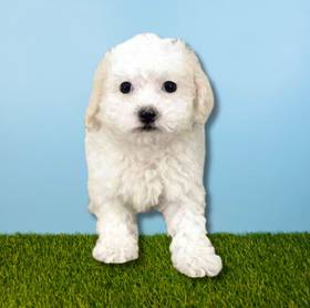 Bichapoo