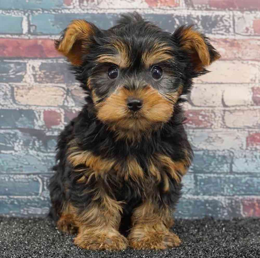 pet breed image