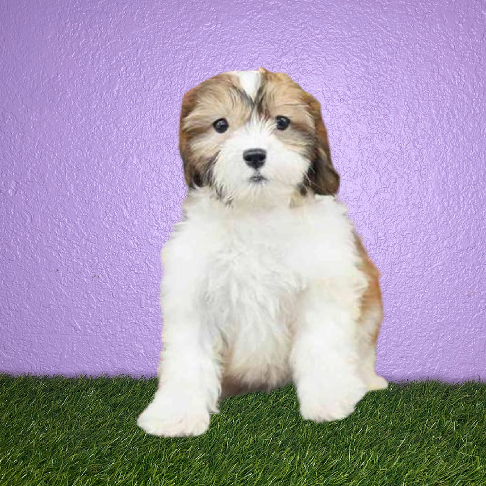 carousel pet images