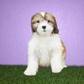 Shizapoo