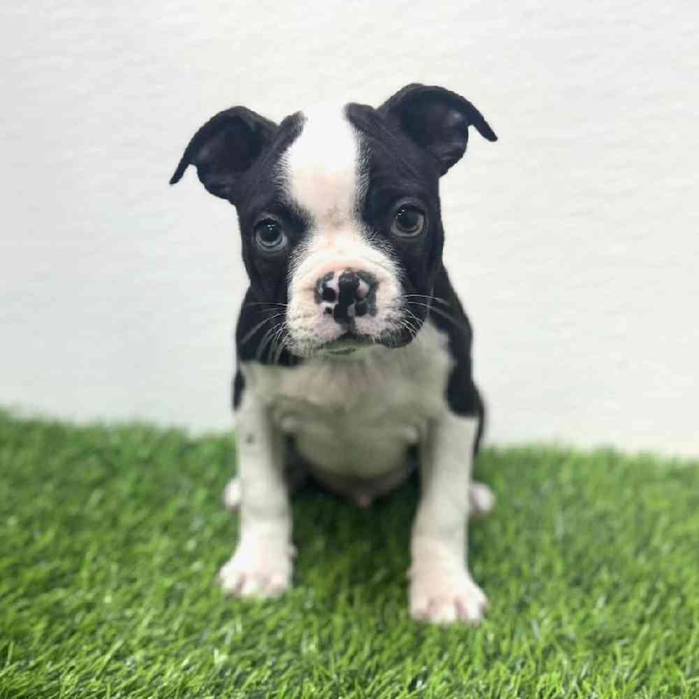 Image of a pet breed in the gallery
