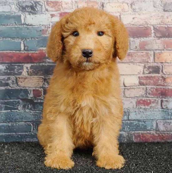 2nd Gen Mini Goldendoodle
