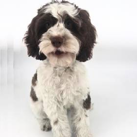 Cockapoo