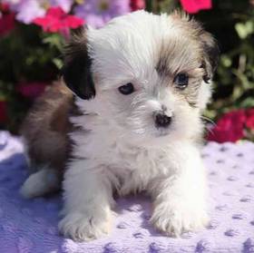Lhasa Apso
