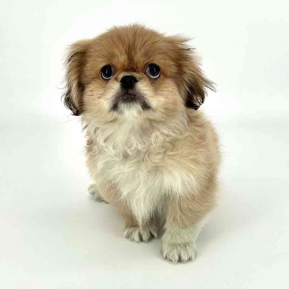 Male Pekingese Puppy for Sale in Tolleson, AZ