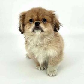 Pekingese