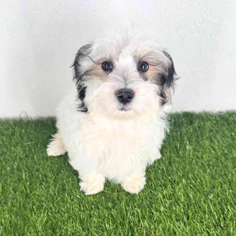 Image of a pet breed in the gallery
