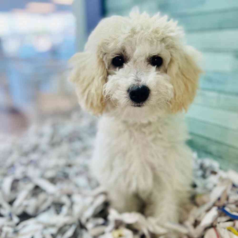 carousel pet images
