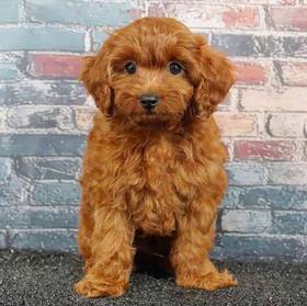 Cockapoo