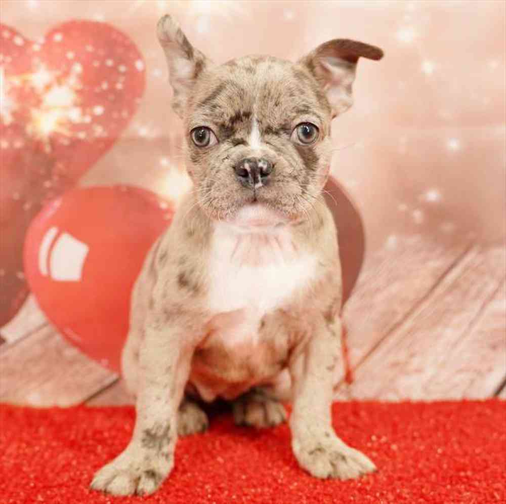 Image of a pet breed in the gallery