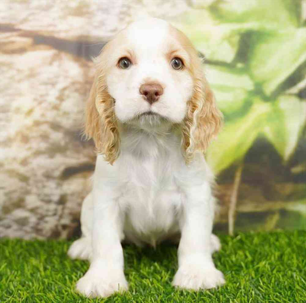 pet breed image