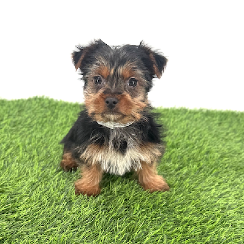 Image of a pet breed in the gallery