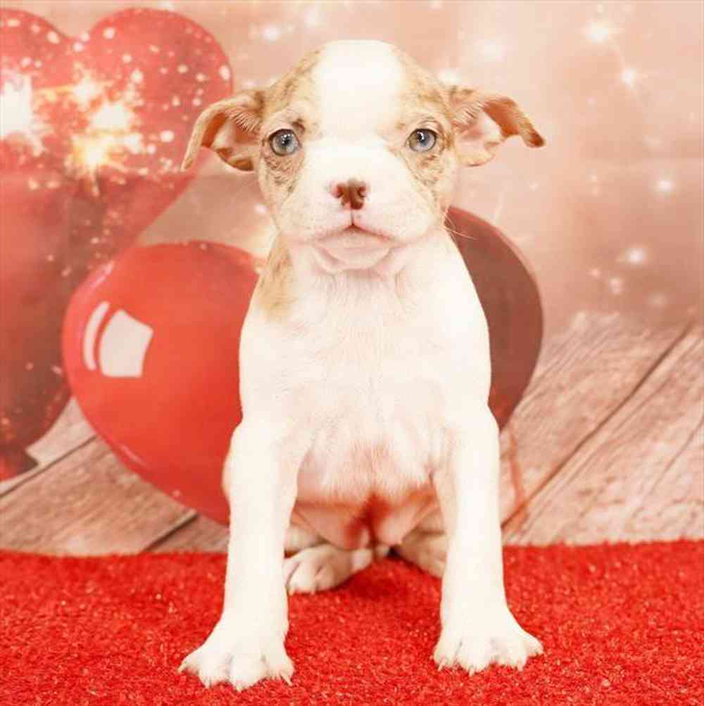 Image of a pet breed in the gallery