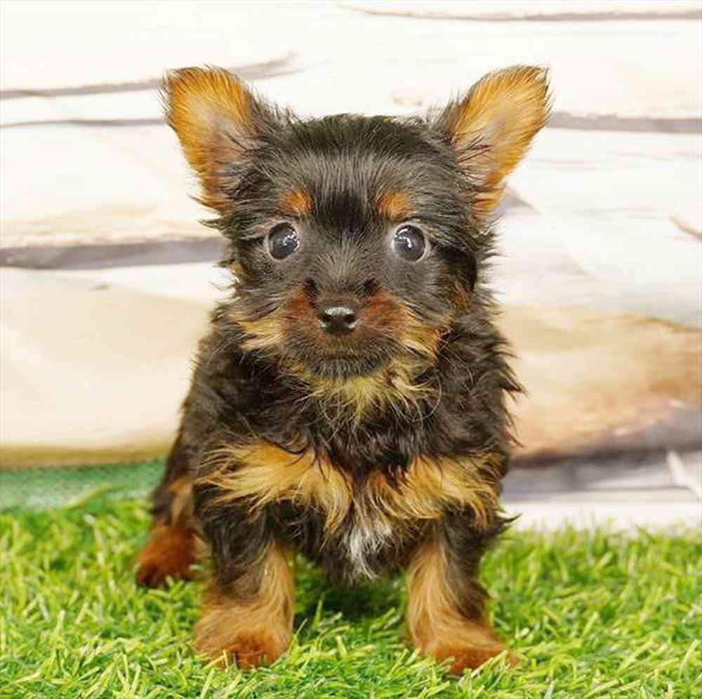 Image of a pet breed in the gallery