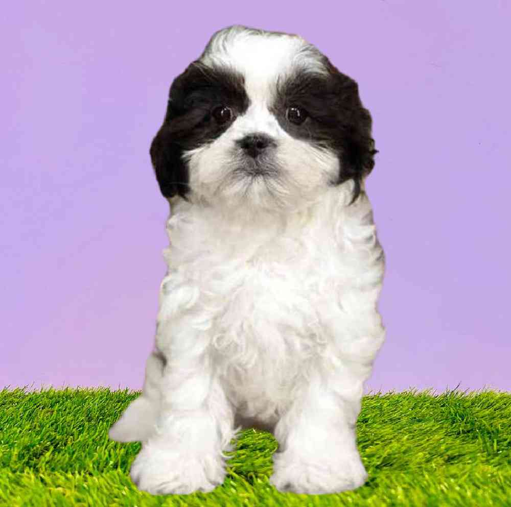 carousel pet images