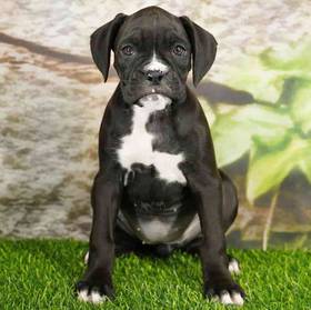 Boxer
