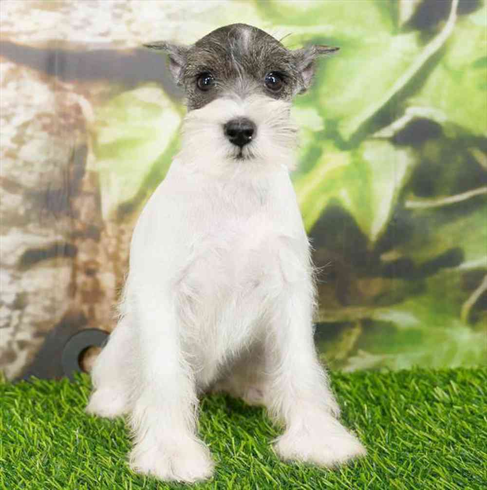 Image of a pet breed in the gallery
