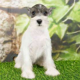 Mini Schnauzer