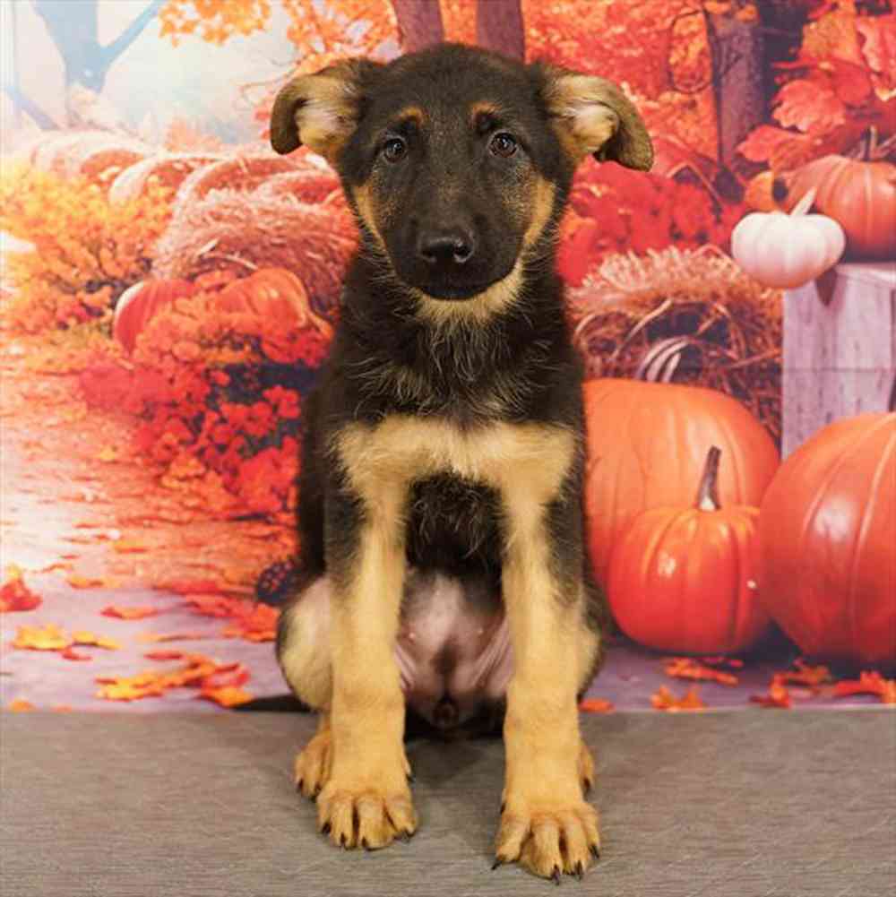 Image of a pet breed in the gallery