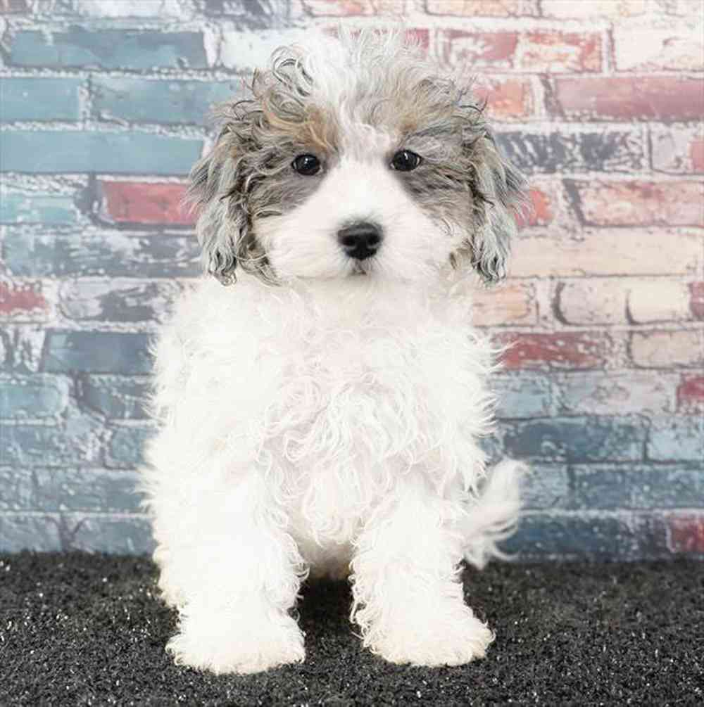 Image of a pet breed in the gallery