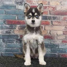 Alaskan Klee Kai