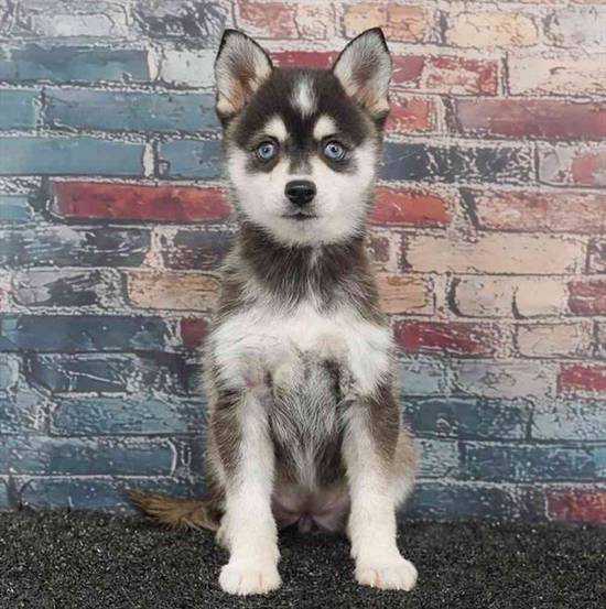 Alaskan Klee Kai