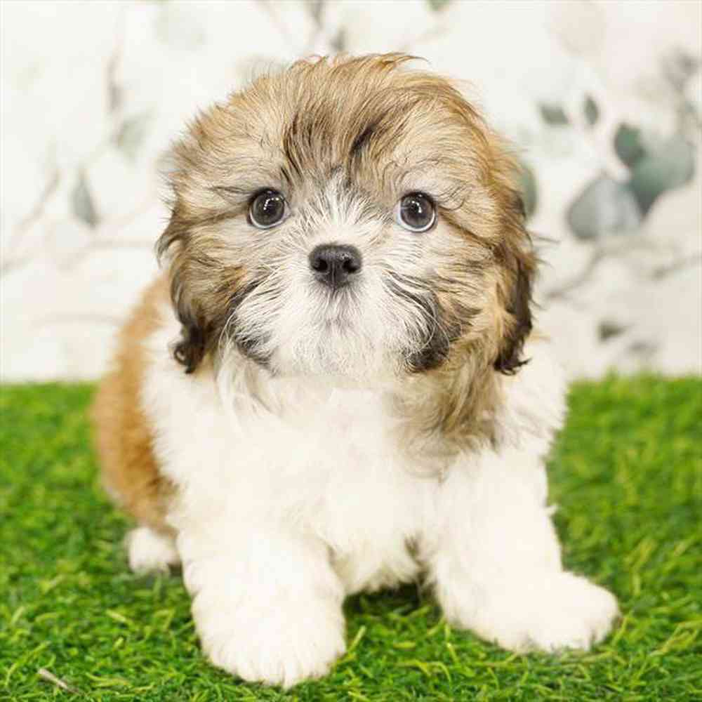 Image of a pet breed in the gallery