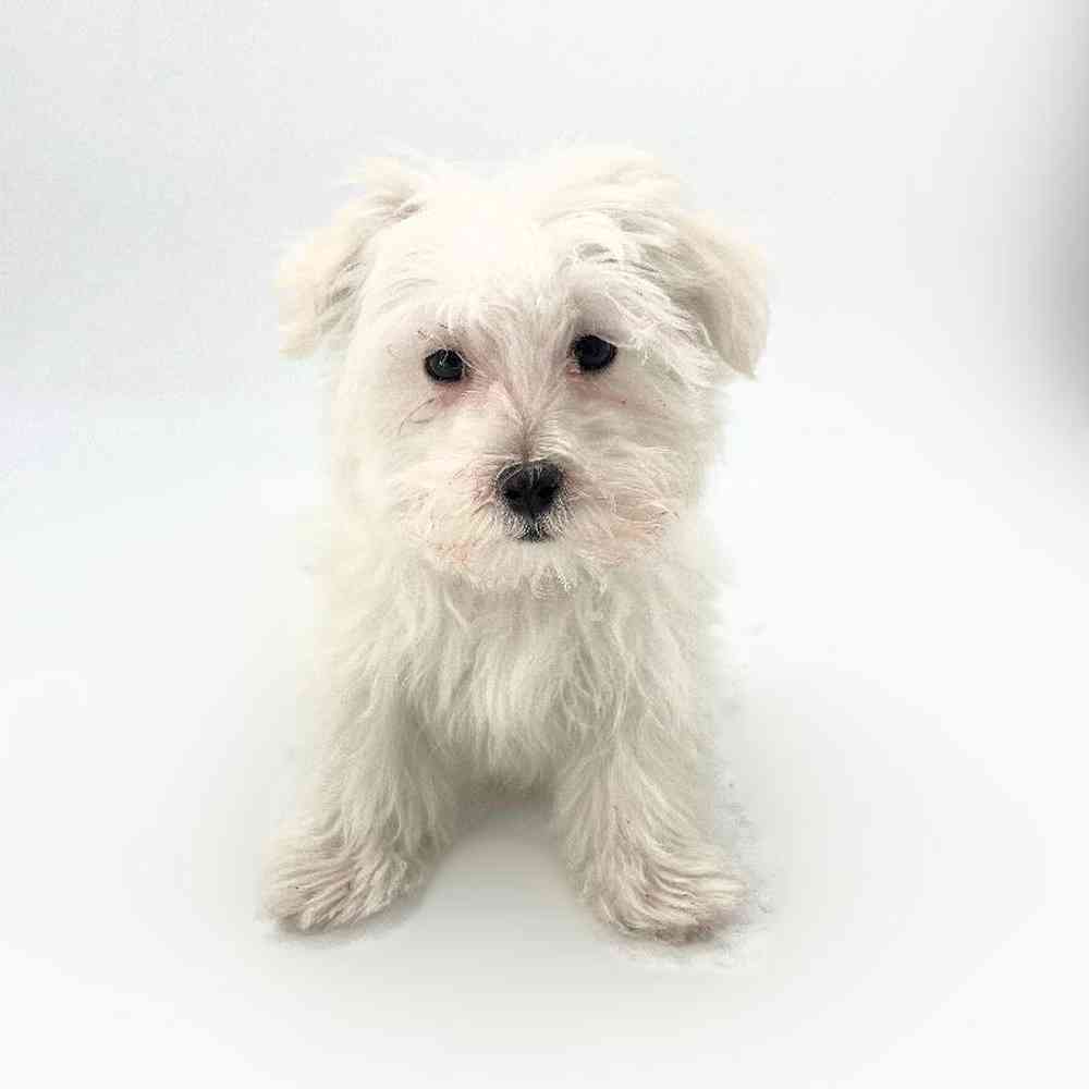 pet breed image