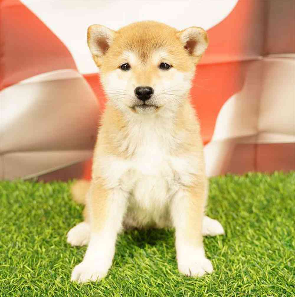 pet breed image